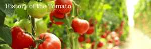 History of the Tomato